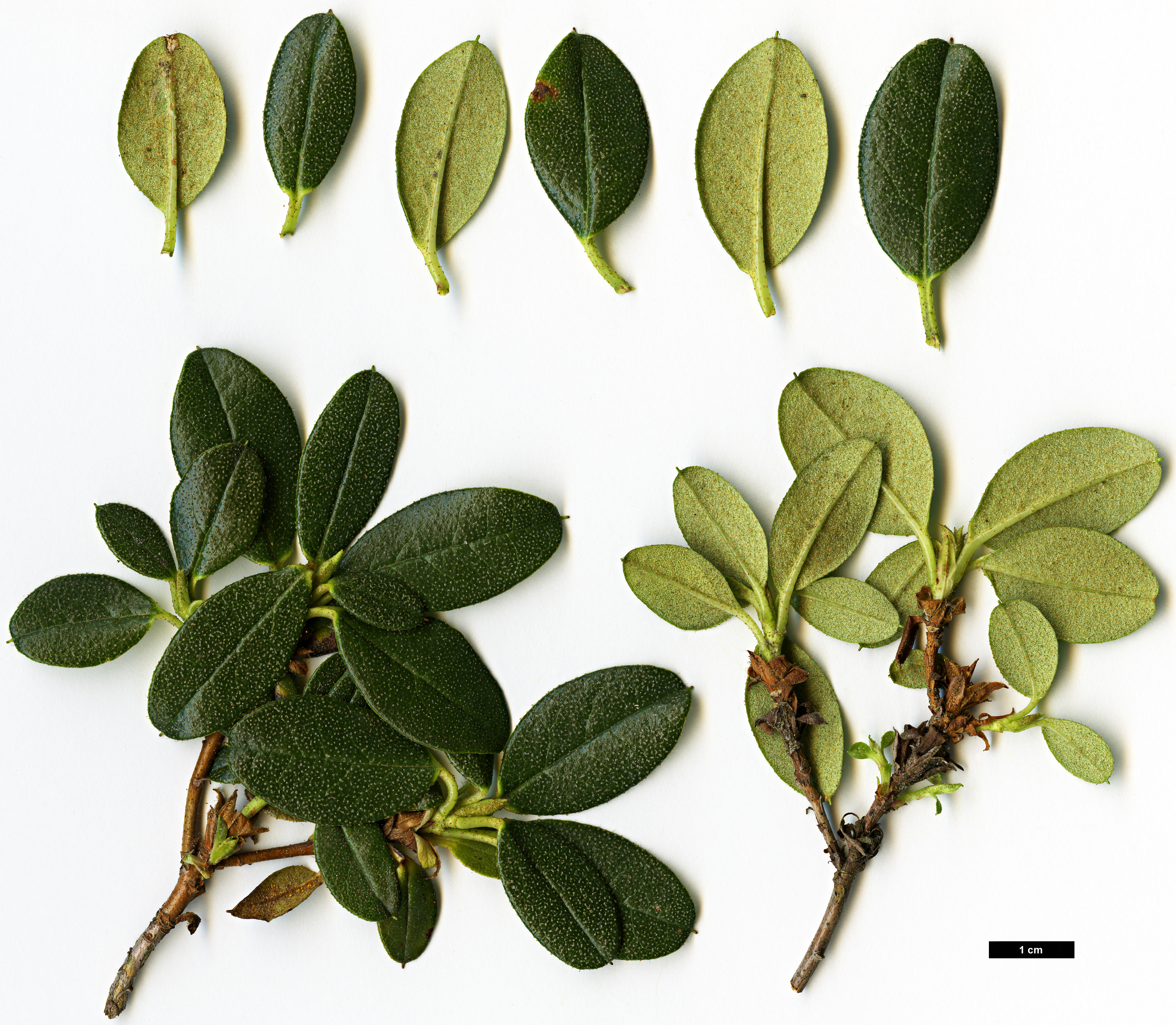 High resolution image: Family: Ericaceae - Genus: Rhododendron - Taxon: cephalanthum - SpeciesSub: subsp. cephalanthum Crebreflorum Group High resolution image: Family: Ericaceae - Genus: Rhododendron - Taxon: cephalanthum - SpeciesSub: subsp. cephalanthum Crebreflorum Group